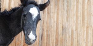 Dalia La Helvetica (Pferdezucht «Criollo La Helvetica», Igls Lareschs, Tinizong)