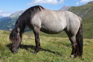 Belina La Helvetica (Pferdezucht «Criollo La Helvetica», Igls Lareschs, Tinizong)