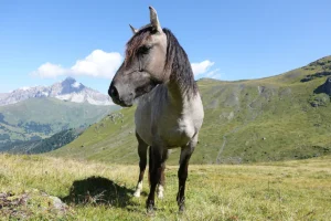 Belina La Helvetica (Pferdezucht «Criollo La Helvetica», Igls Lareschs, Tinizong)