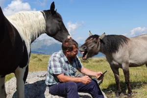 Belina La Helvetica (Pferdezucht «Criollo La Helvetica», Igls Lareschs, Tinizong)