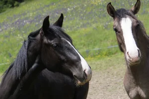 Calido La Helvetica (Pferdezucht «Criollo La Helvetica», Igls Lareschs, Tinizong)