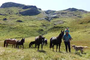 Calido La Helvetica (Pferdezucht «Criollo La Helvetica», Igls Lareschs, Tinizong)