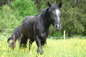 Carina La Helvetica (Pferdezucht «Criollo La Helvetica», Igls Lareschs, Tinizong)