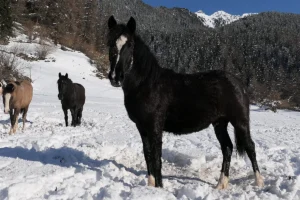 Carina La Helvetica (Pferdezucht «Criollo La Helvetica», Igls Lareschs, Tinizong)