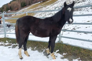 Dalia La Helvetica (Pferdezucht «Criollo La Helvetica», Igls Lareschs, Tinizong)