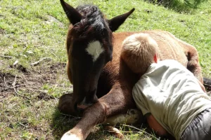 Dalia La Helvetica (Pferdezucht «Criollo La Helvetica», Igls Lareschs, Tinizong)