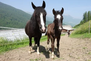 Dalia La Helvetica (Pferdezucht «Criollo La Helvetica», Igls Lareschs, Tinizong)