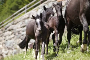 Dalia La Helvetica (Pferdezucht «Criollo La Helvetica», Igls Lareschs, Tinizong)