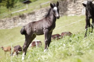 Dalia La Helvetica (Pferdezucht «Criollo La Helvetica», Igls Lareschs, Tinizong)