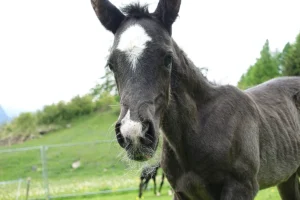 Dalia La Helvetica (Pferdezucht «Criollo La Helvetica», Igls Lareschs, Tinizong)