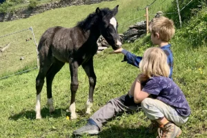 Dalia La Helvetica (Pferdezucht «Criollo La Helvetica», Igls Lareschs, Tinizong)