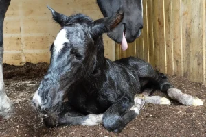 Dalia La Helvetica (Pferdezucht «Criollo La Helvetica», Igls Lareschs, Tinizong)
