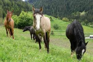 Danubia Alpina (Pferdezucht «Criollo La Helvetica», Igls Lareschs, Tinizong)