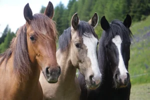 Danubia Alpina (Pferdezucht «Criollo La Helvetica», Igls Lareschs, Tinizong)