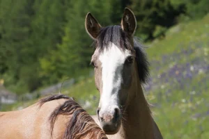 Danubia Alpina (Pferdezucht «Criollo La Helvetica», Igls Lareschs, Tinizong)