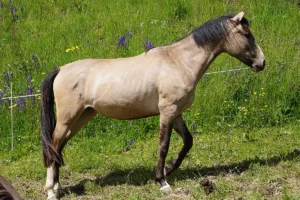 Danubia Alpina (Pferdezucht «Criollo La Helvetica», Igls Lareschs, Tinizong)