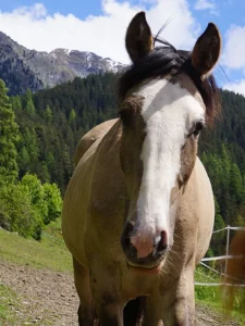 Danubia Alpina (Pferdezucht «Criollo La Helvetica», Igls Lareschs, Tinizong)