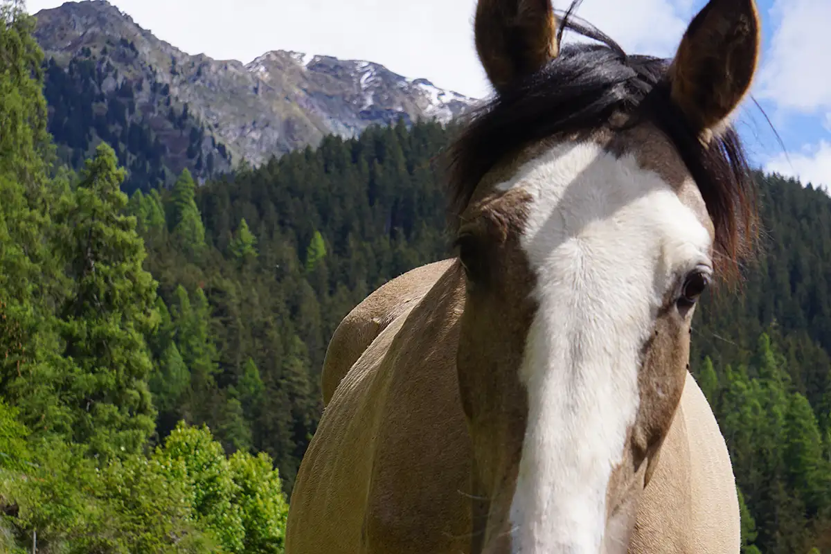 Danubia Alpina (Pferdezucht «Criollo La Helvetica», Igls Lareschs, Tinizong)