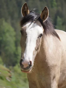 Danubia Alpina (Pferdezucht «Criollo La Helvetica», Igls Lareschs, Tinizong)