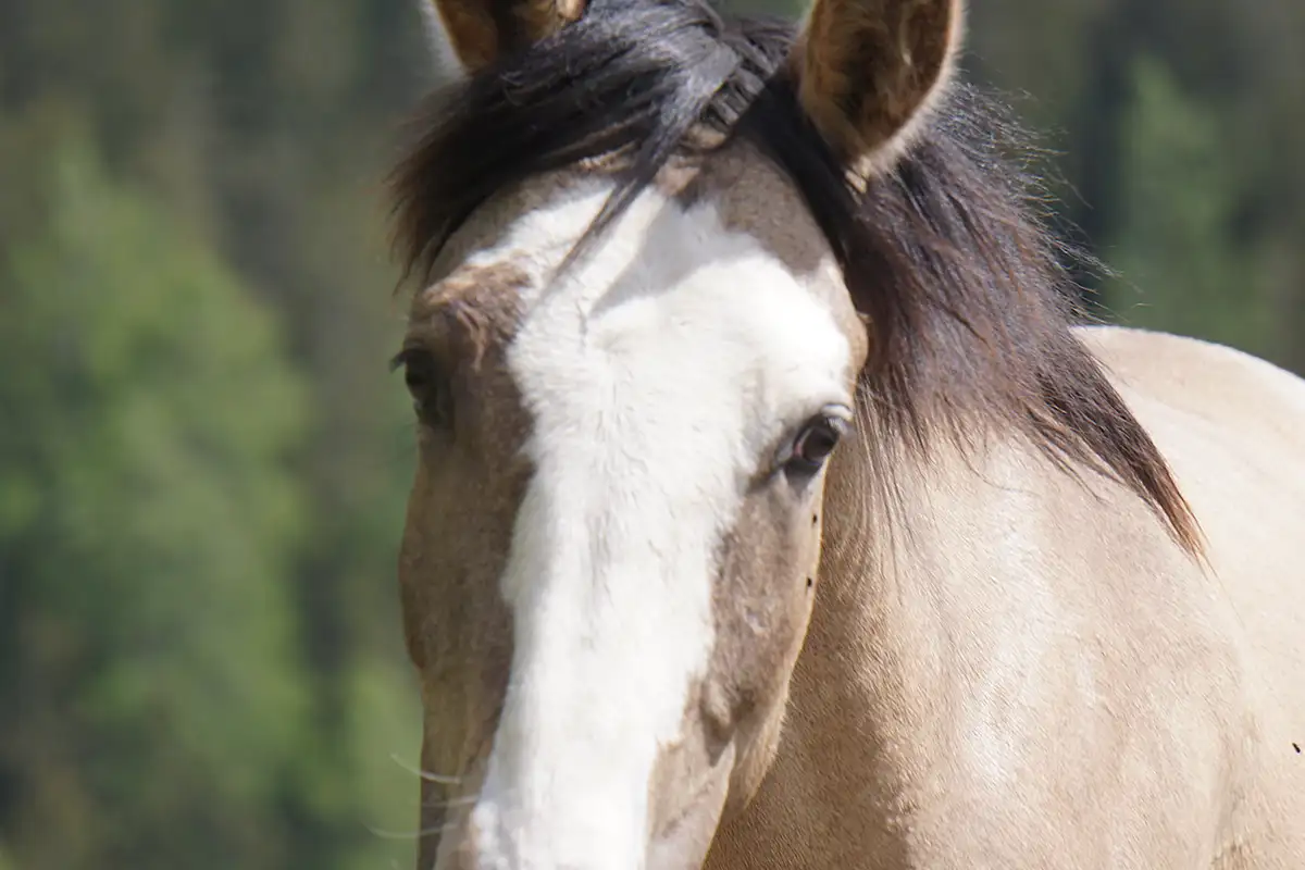 Danubia Alpina (Pferdezucht «Criollo La Helvetica», Igls Lareschs, Tinizong)