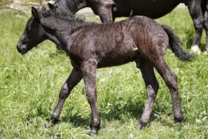 Domingo La Helvetica (Pferdezucht «Criollo La Helvetica», Igls Lareschs, Tinizong)