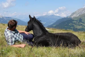 Domingo La Helvetica (Pferdezucht «Criollo La Helvetica», Igls Lareschs, Tinizong)