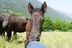 Domingo La Helvetica (Pferdezucht «Criollo La Helvetica», Igls Lareschs, Tinizong)