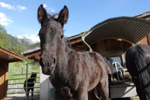 Domingo La Helvetica (Pferdezucht «Criollo La Helvetica», Igls Lareschs, Tinizong)