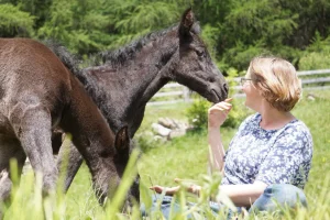 Domingo La Helvetica (Pferdezucht «Criollo La Helvetica», Igls Lareschs, Tinizong)