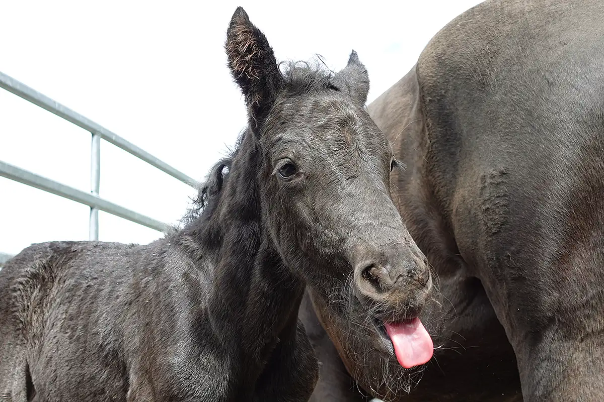 Domingo La Helvetica (Pferdezucht «Criollo La Helvetica», Igls Lareschs, Tinizong)