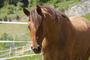 Gajeta HS (Pferdezucht «Criollo La Helvetica», Igls Lareschs, Tinizong)