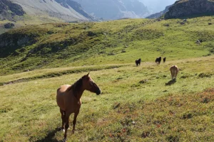 Gajeta HS (Pferdezucht «Criollo La Helvetica», Igls Lareschs, Tinizong)