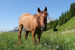 Gajeta HS (Pferdezucht «Criollo La Helvetica», Igls Lareschs, Tinizong)
