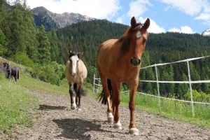Gajeta HS (Pferdezucht «Criollo La Helvetica», Igls Lareschs, Tinizong)