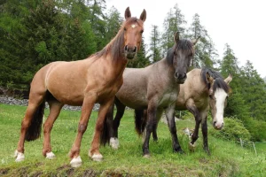 Gajeta HS (Pferdezucht «Criollo La Helvetica», Igls Lareschs, Tinizong)