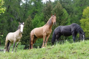 Gajeta HS (Pferdezucht «Criollo La Helvetica», Igls Lareschs, Tinizong)