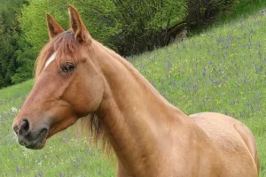 Gajeta HS (Pferdezucht «Criollo La Helvetica», Igls Lareschs, Tinizong)