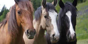 Igls Lareschs, Tinizong: Pferdezucht «Criollo La Helvetica» – Willkommen