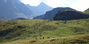 Igls Lareschs, Tinizong – Pferdezucht «Criollo La Helvetica»