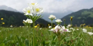 Igls Lareschs, Tinizong: Pferdezucht «Criollo La Helvetica» – Kontakt