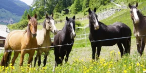 Igls Lareschs, Tinizong: Pferdezucht «Criollo La Helvetica» – Kontakt