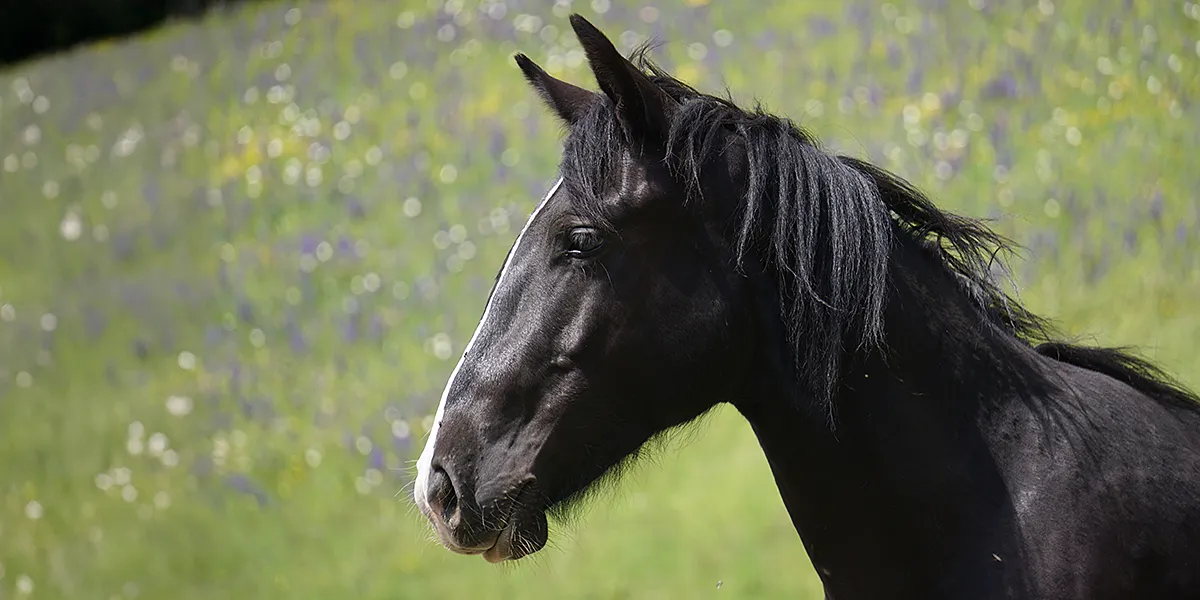 Calido La Helvetica (Pferdezucht «Criollo La Helvetica», Igls Lareschs, Tinizong)