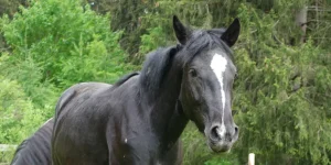 Carina La Helvetica (Pferdezucht «Criollo La Helvetica», Igls Lareschs, Tinizong)