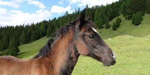 Dalia La Helvetica (Pferdezucht «Criollo La Helvetica», Igls Lareschs, Tinizong)