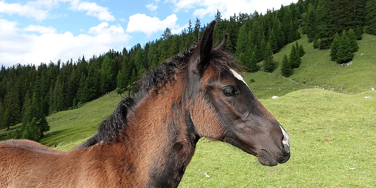 Dalia La Helvetica (Pferdezucht «Criollo La Helvetica», Igls Lareschs, Tinizong)