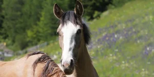 Danubia Alpina (Pferdezucht «Criollo La Helvetica», Igls Lareschs, Tinizong)
