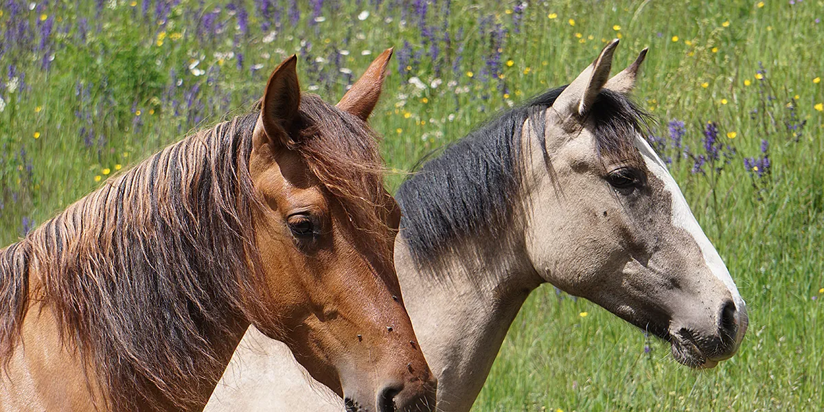 Danubia Alpina (Pferdezucht «Criollo La Helvetica», Igls Lareschs, Tinizong)