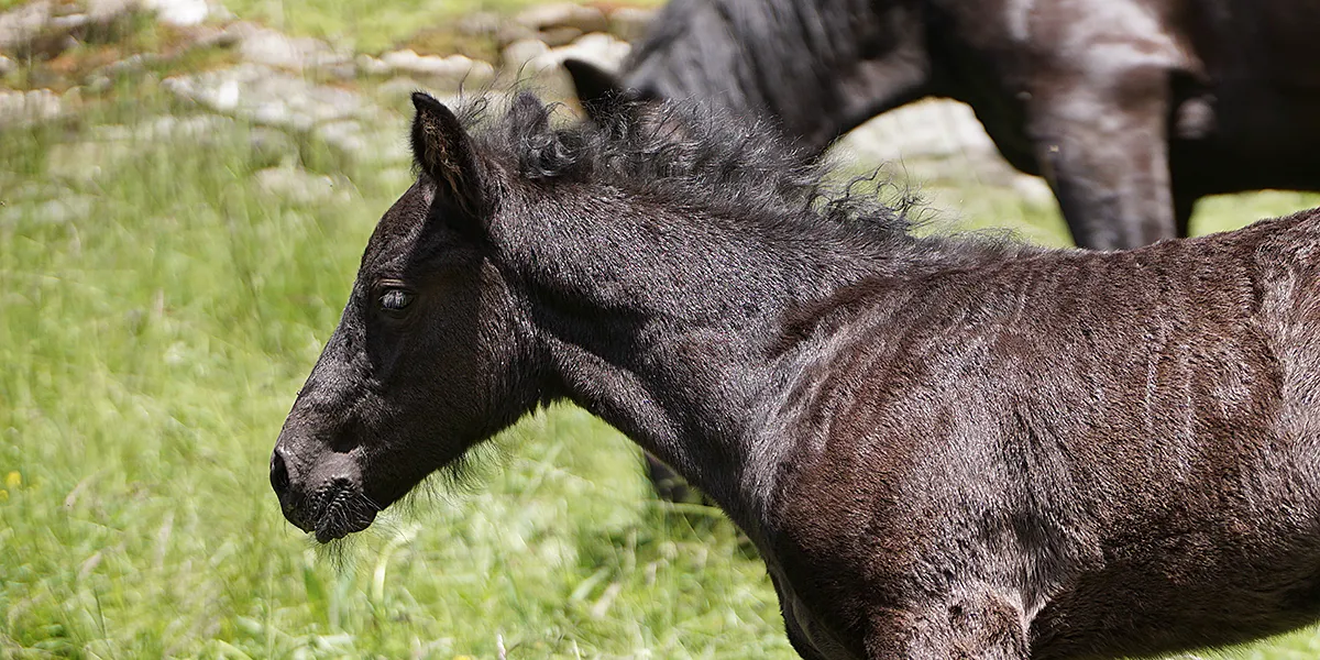 Domingo La Helvetica (Pferdezucht «Criollo La Helvetica», Igls Lareschs, Tinizong)