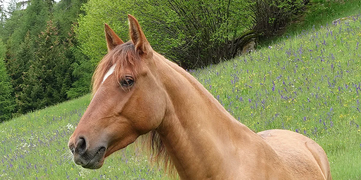 Gajeta HS (Pferdezucht «Criollo La Helvetica», Igls Lareschs, Tinizong)