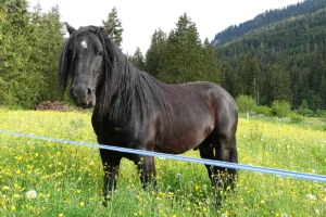 La Tagua Nochero (Pferdezucht «Criollo La Helvetica», Igls Lareschs, Tinizong)